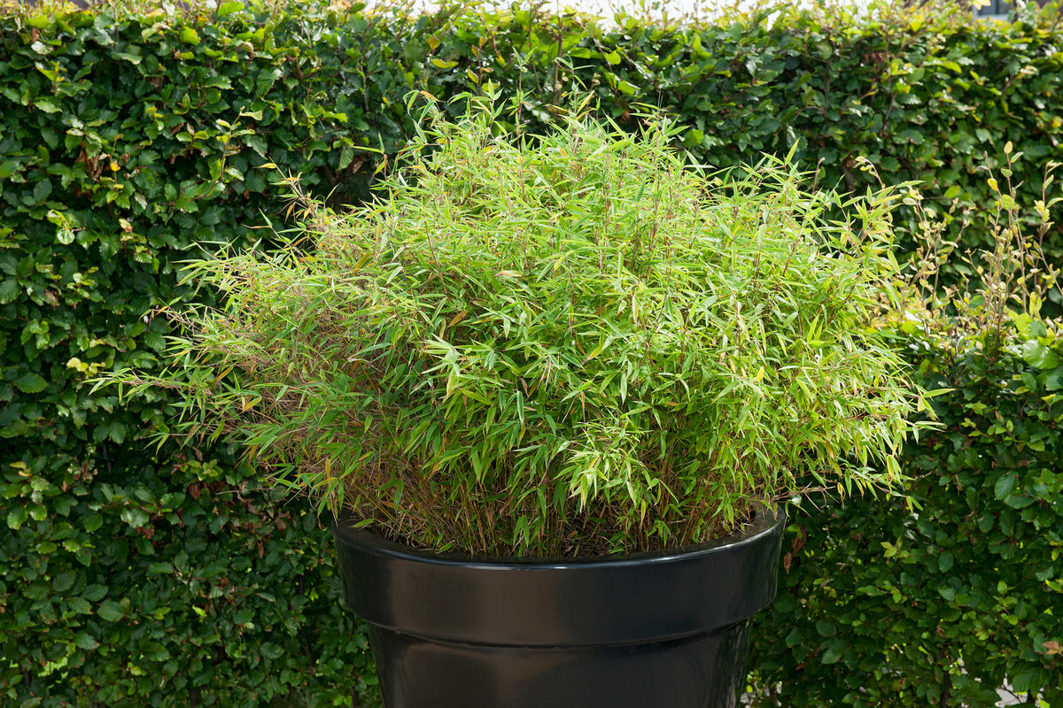 Lot de 4 Bambous Moyens « non invasifs » (Fargesia) - 25-40 cm