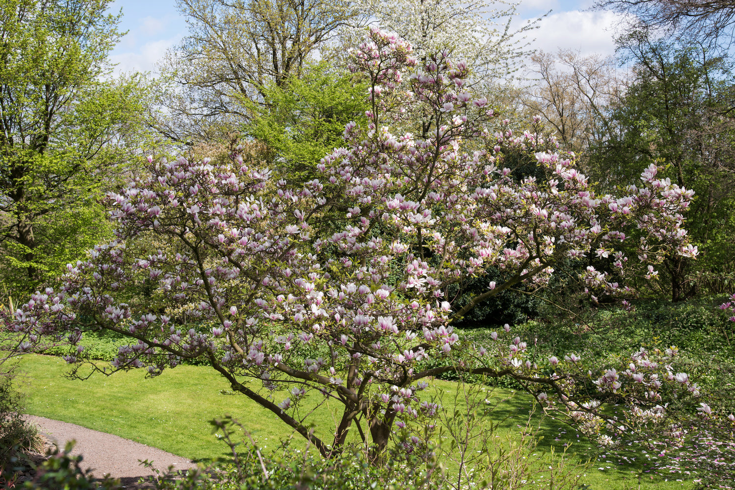 Lot de 6 magnolias Soulangeana - 30-38 cm