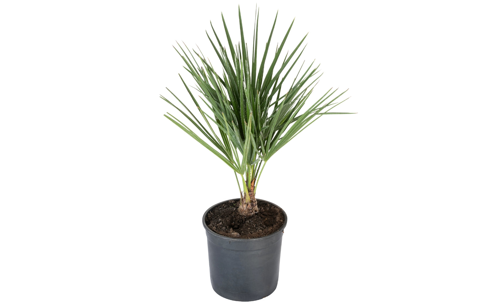 Palmier nain européen (Chamaerops humilis) - Moyen 50–70 cm
