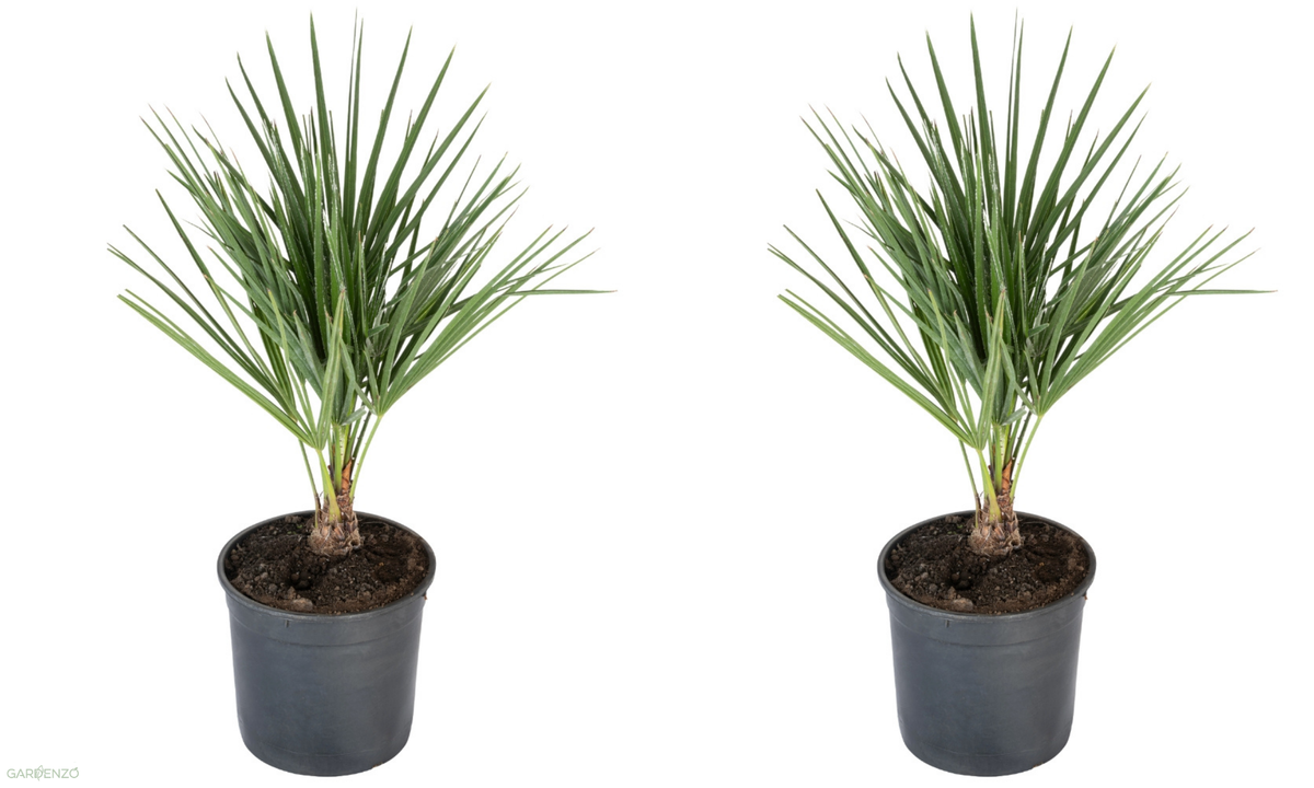 Lot de 2 palmiers nains européens (Chamaerops humilis) - Moyen 50-70 cm