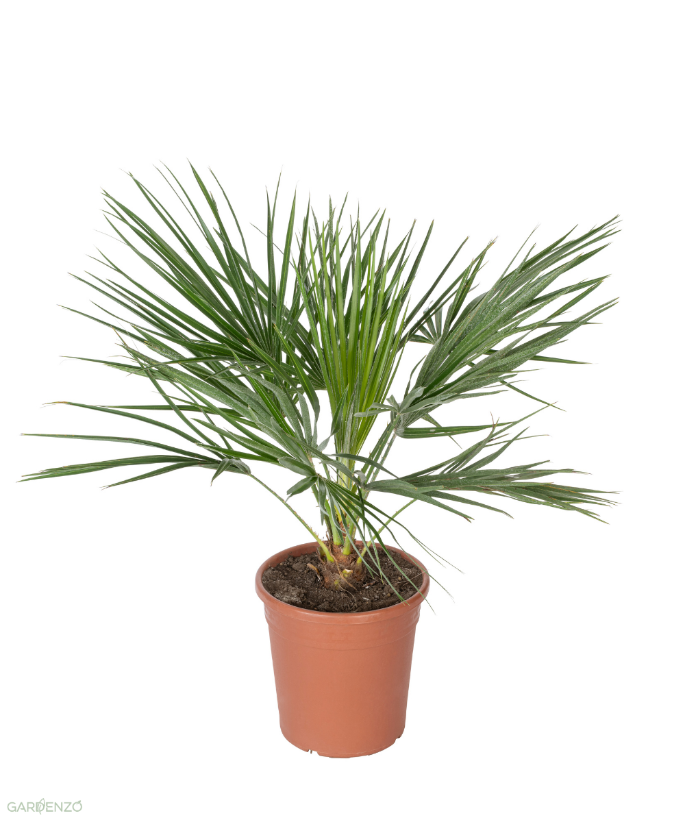 Palmier nain européen (Chamaerops humilis) - Grand 70–90 cm