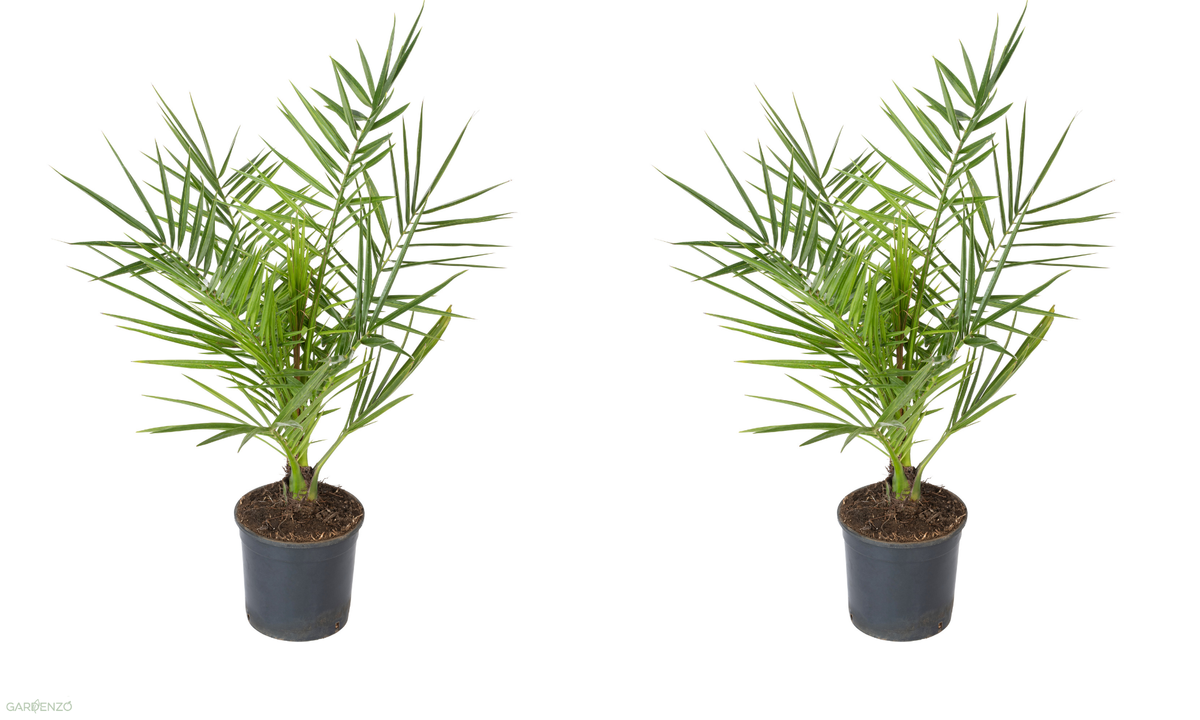 Lot de 2 palmiers Phoenix canariensis - Moyens (50–70 cm)