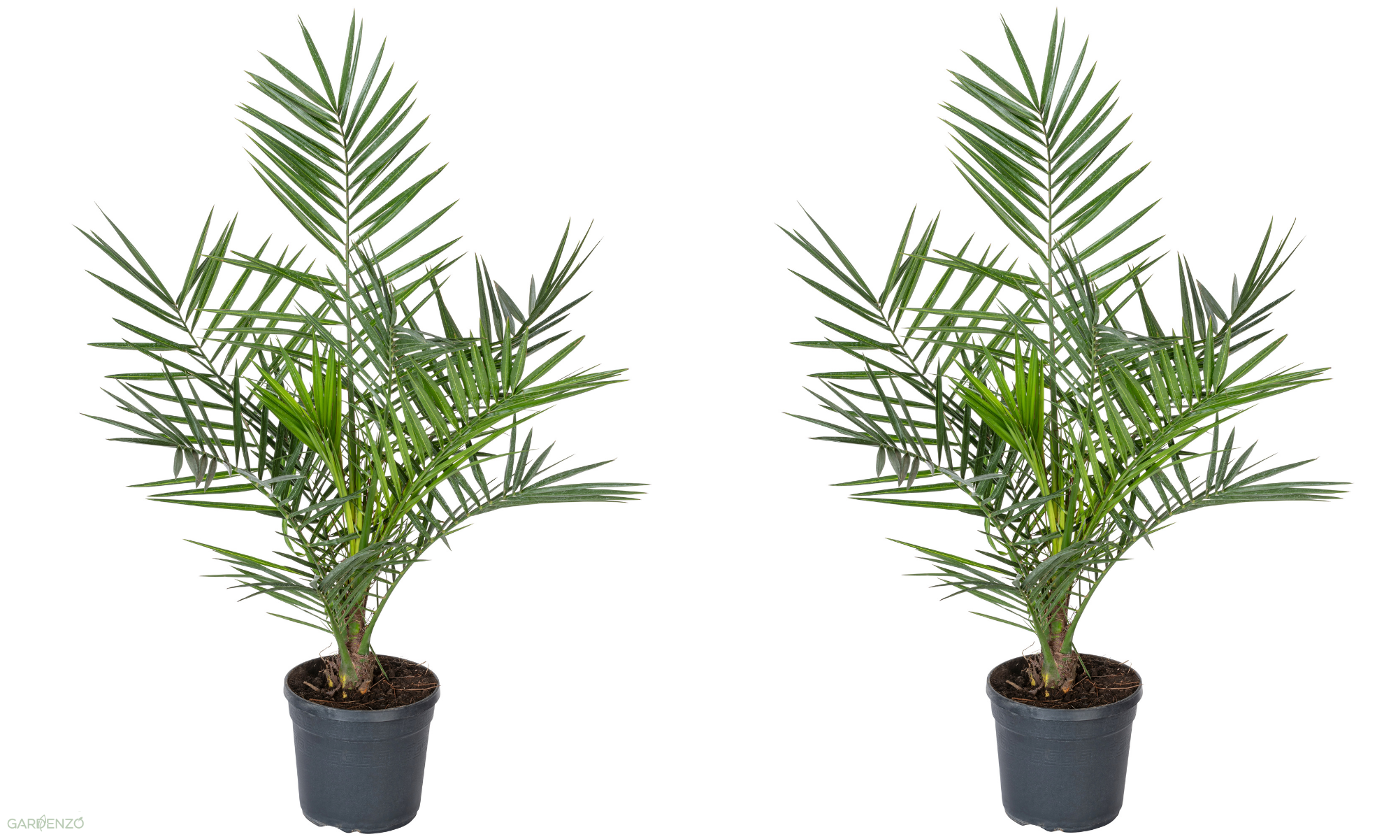 Lot de 2 palmiers Phoenix canariensis - Grands (80-110 cm)