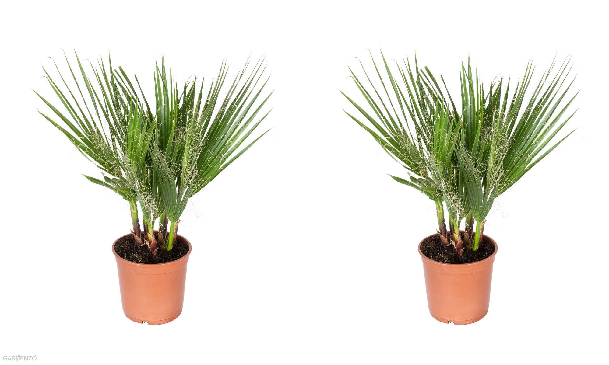 Lot de 2 palmiers du Mexique - Moyen (50-70 cm)
