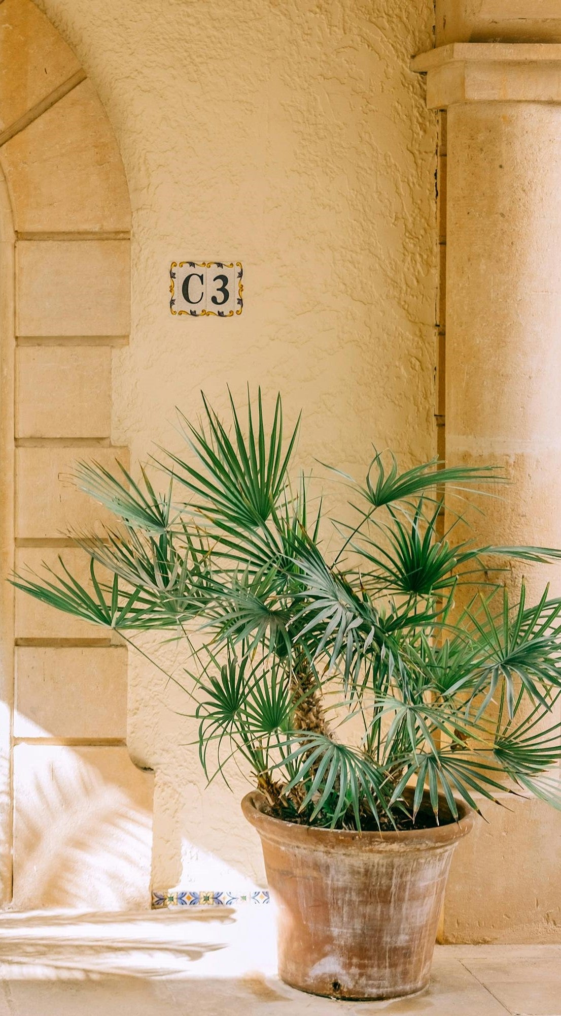 Lot de 4 palmiers variés de taille moyenne - 1 Chamaerops humilis, 1 Phoenix canariensis, 1 Trachycarpus fortunei, 1 Washingtonia robusta (40-70 cm)