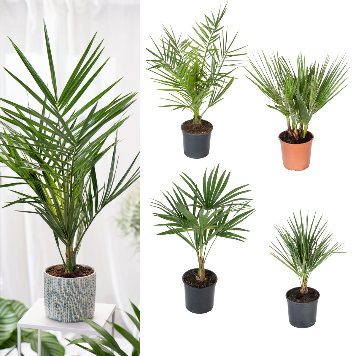 Lot de 4 palmiers variés de taille moyenne - 1 Chamaerops humilis, 1 Phoenix canariensis, 1 Trachycarpus fortunei, 1 Washingtonia robusta (40-70 cm)