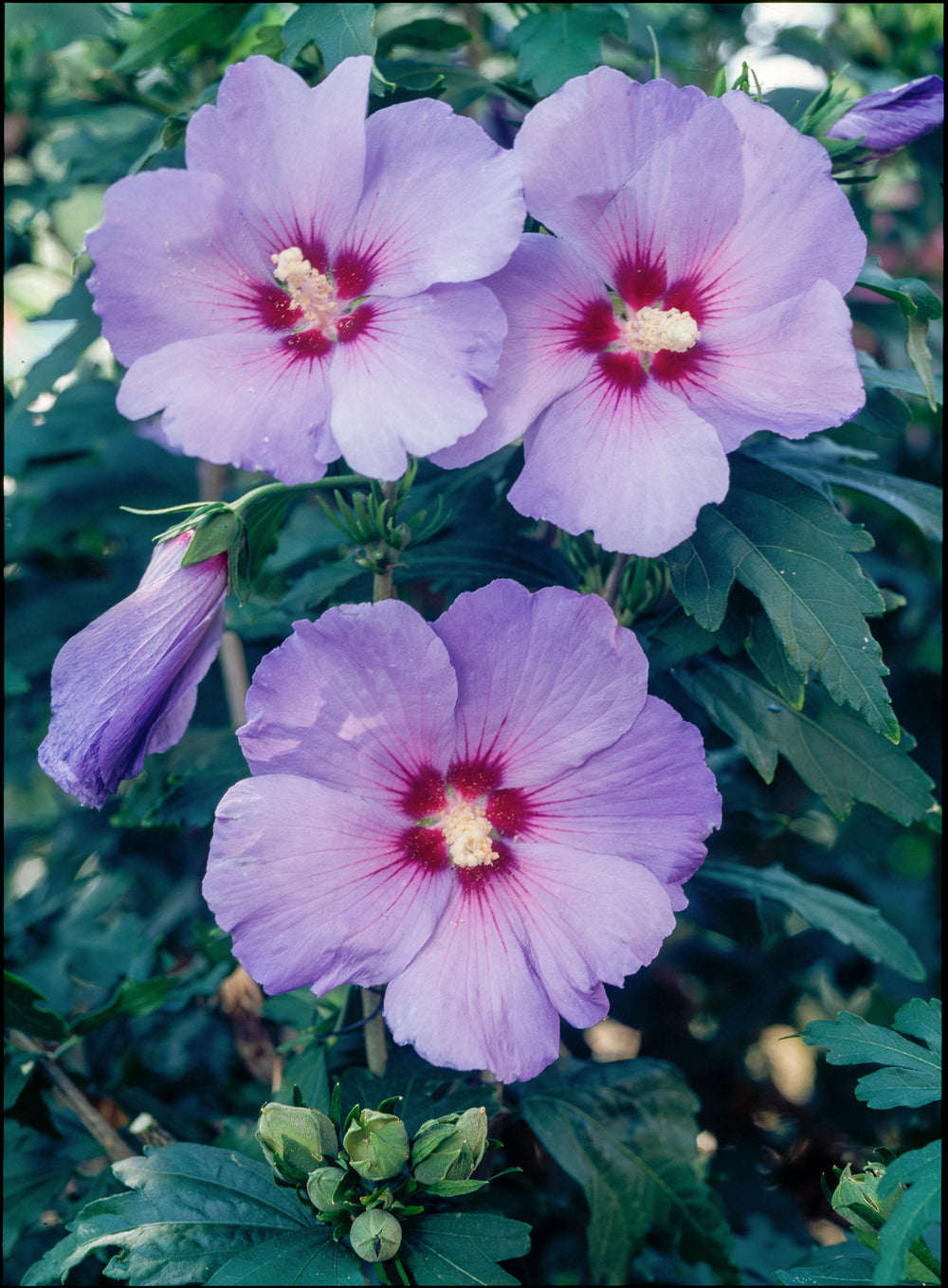 Lot de 8 arbustes d'ornement, mélange coloré pour un jardin vivant : 2 Hibiscus, 2 Weigelia, 2 Deutzia, 2 Forsythia