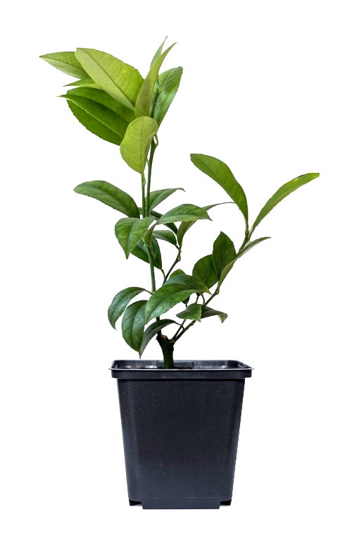Lot de 4 citronniers 25–38 cm