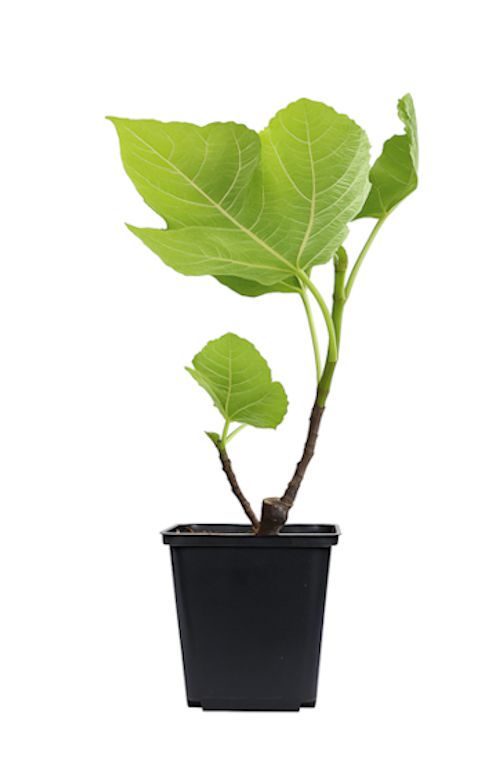 Lot de 12 plantes méditerranéennes : 2 oliviers, 2 figuiers, 2 citronniers, 2 orangers, 2 lauriers roses, 2 oiseaux du paradis - 25-38 cm