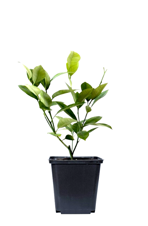 Lot de 4 plantes méditerranéennes : 1 olivier, 1 figuier, 1 citronnier, 1 oranger - 25-38 cm