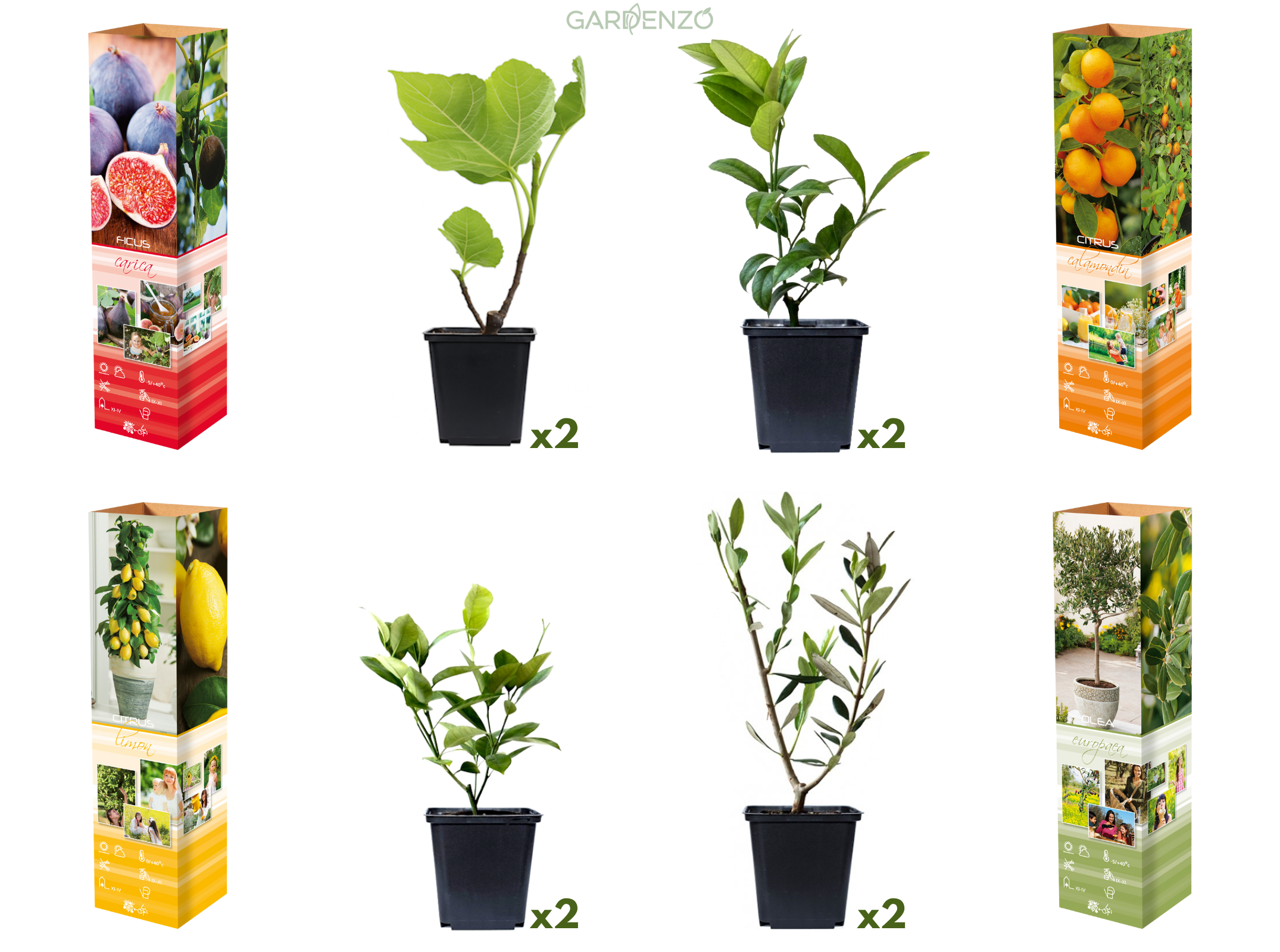 Lot de 8 plantes méditerranéennes : 2 oliviers, 2 figuiers, 2 citronniers, 2 orangers - 25-38 cm