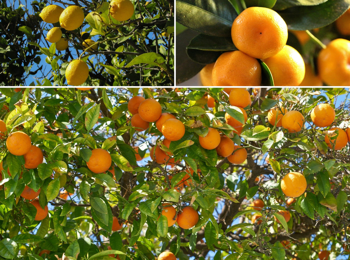 Lot de 4 citronniers 25–38 cm