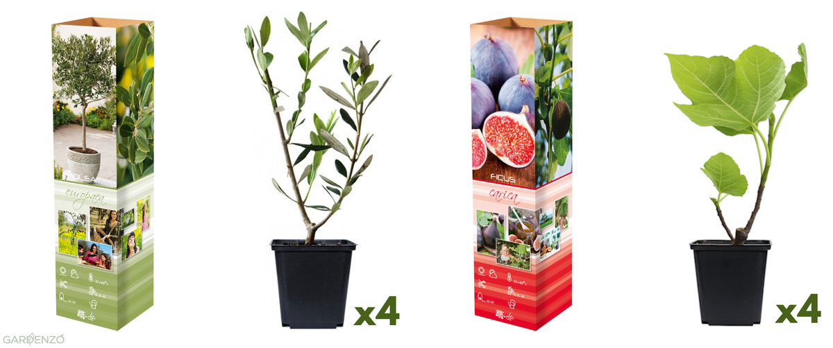 Lot de 4 oliviers et 4 figuiers - 25-38 cm