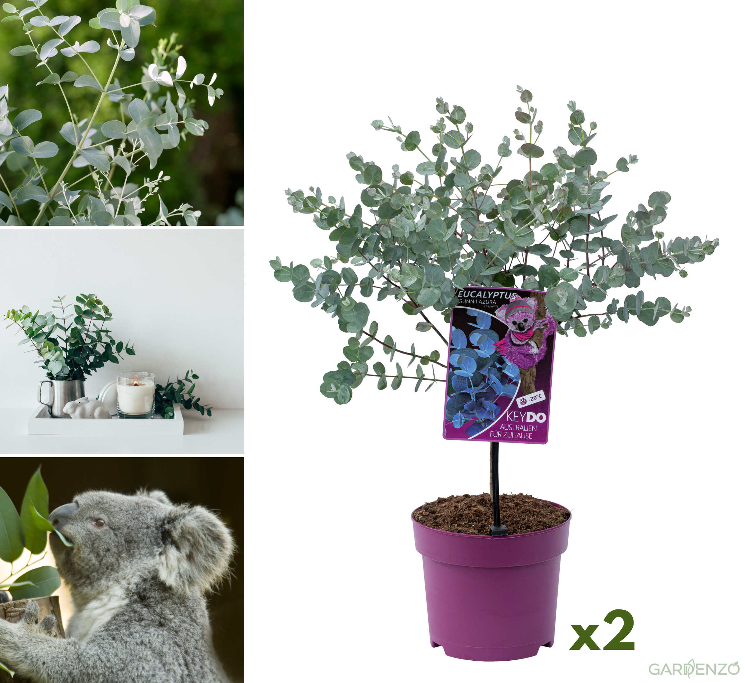 Lot de 2 Eucalyptus (Gunnii Azura) sur tige - 40-50 cm