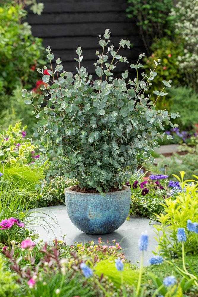 Eucalyptus (Gunnii Azura) sur tige - 40-50 cm