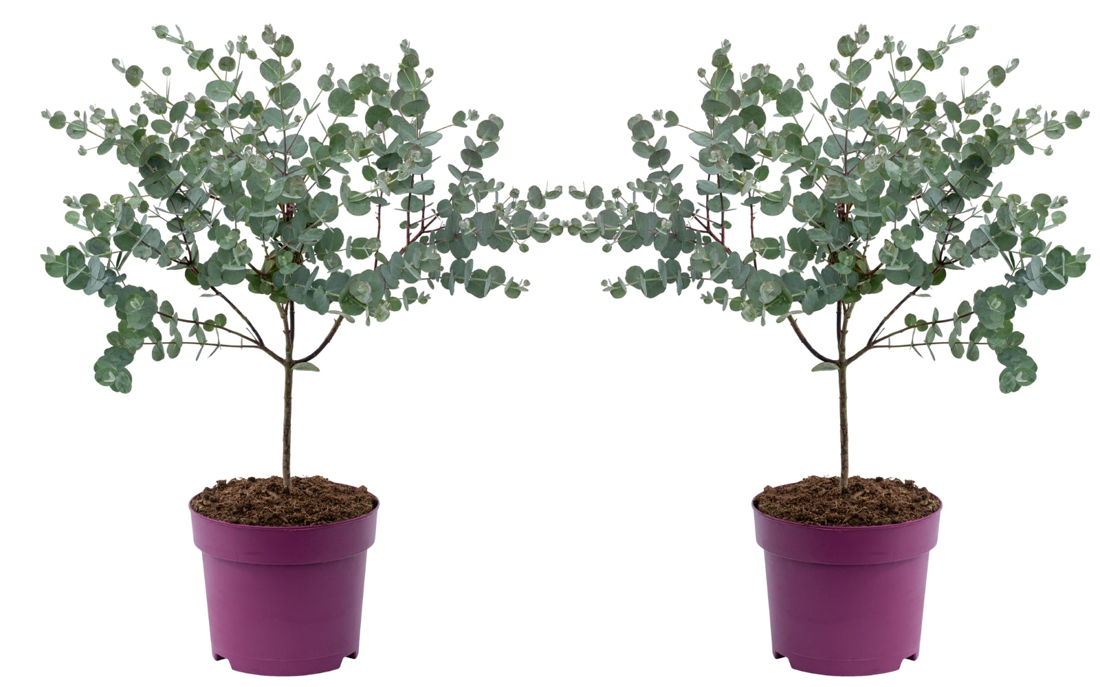 Lot de 2 Eucalyptus (Gunnii Azura) sur tige - 40-50 cm