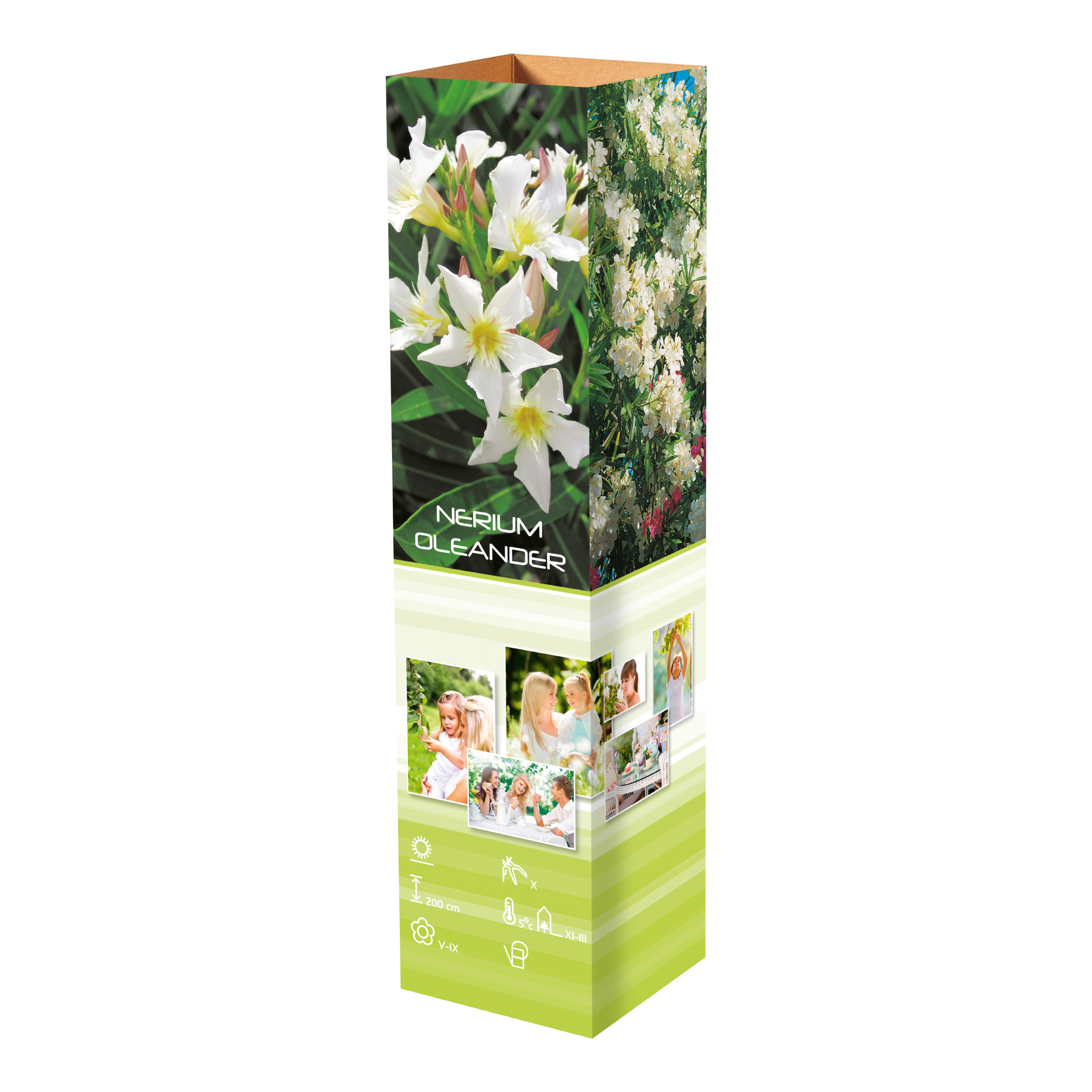 Lot de 4 lauriers roses - 2 fleurs roses et 2 fleurs blanches 25-38 cm