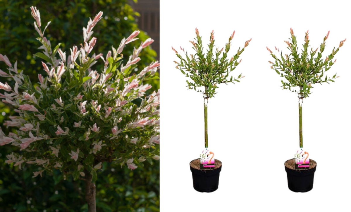Lot de 2 saules flamants roses sur tige - 70-90 cm