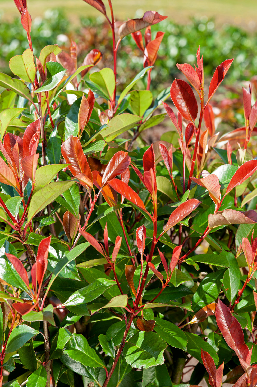Lot de 6 Photinias rouges (Red Robin) - 30-38 cm