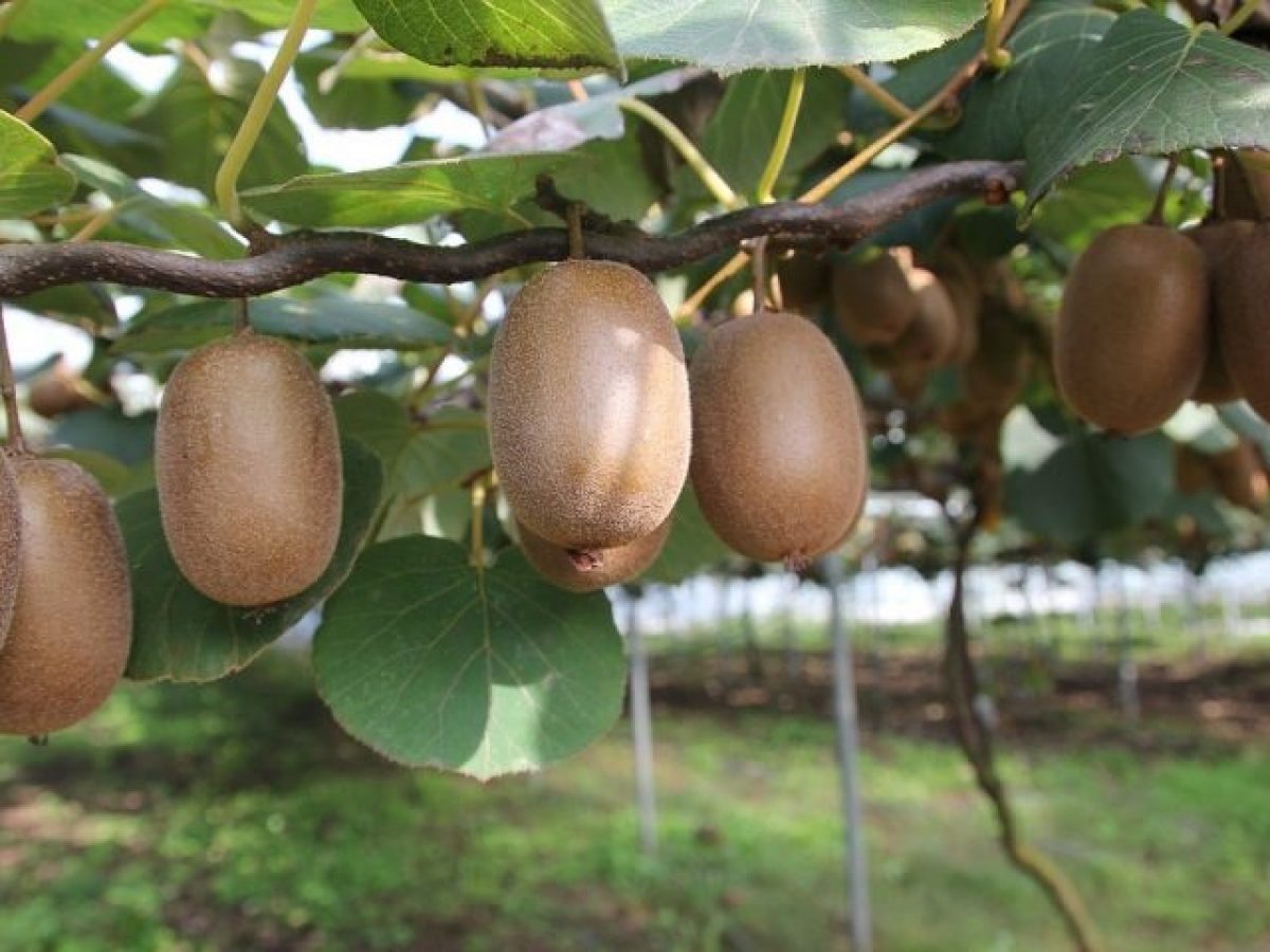 Lot de 3 plants de Kiwi Jenny 30-38 cm