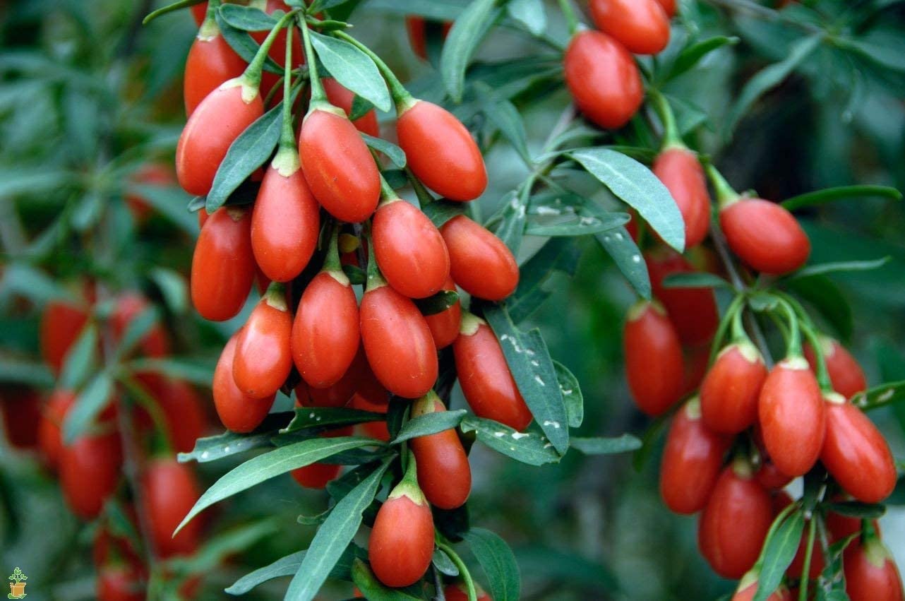 Lot de 8 plantes vitaminées 30–38 cm - 2 baies de Goji, 2 Honeyberry, 2 myrtilles, 2 grenades