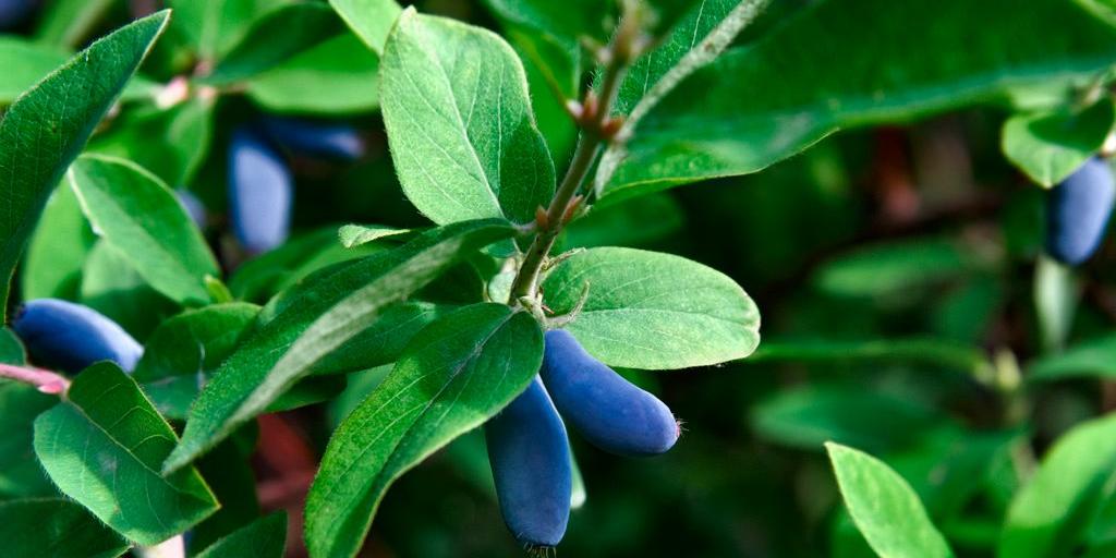 Lot de 4 plantes vitaminées 30–38 cm - 1 baie de Goji, 1 Honeyberry, 1 myrtille, 1 grenade