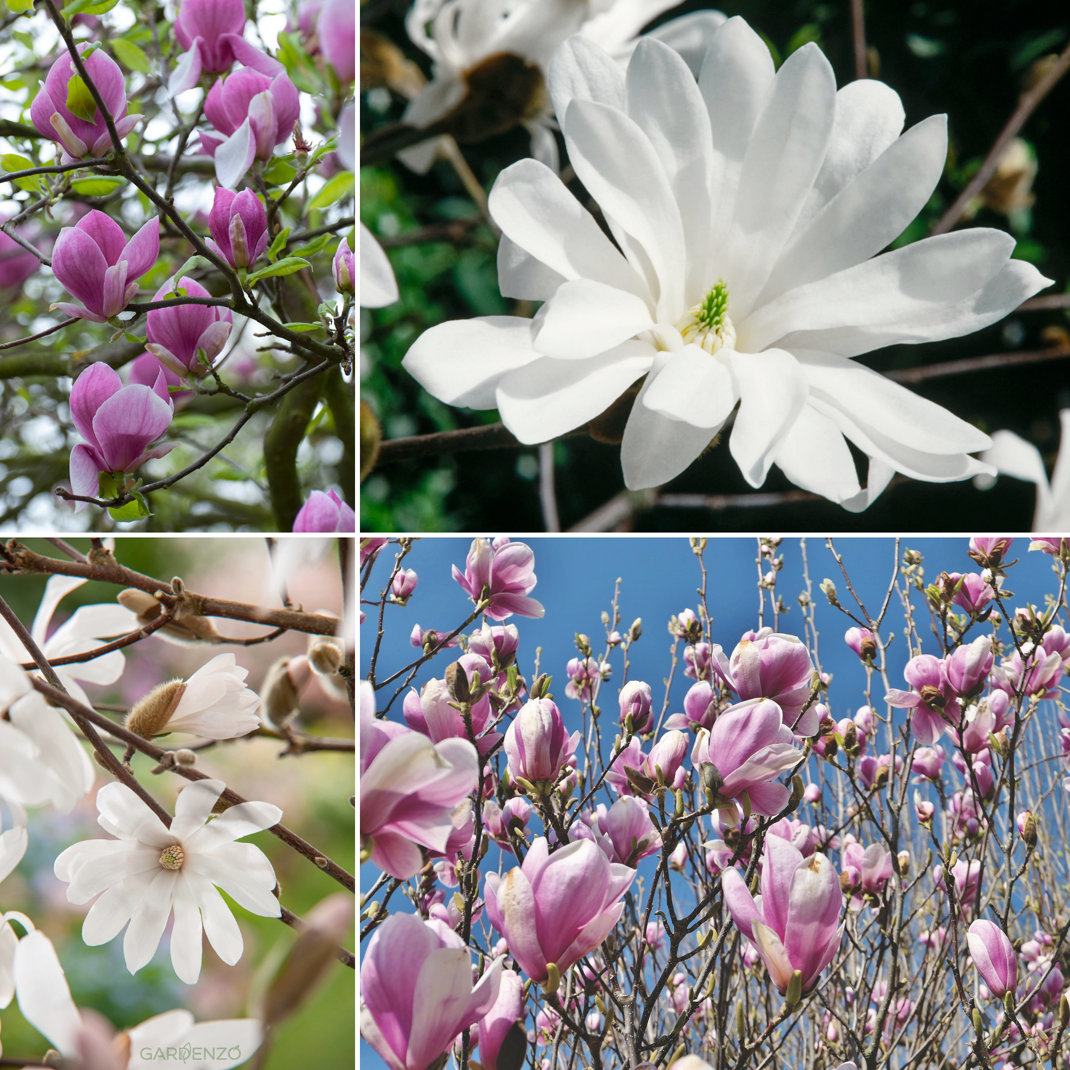 Lot de 6 magnolias : 2 magnolias Susan, 2 magnolias Soulangeana, 2 magnolias Stellata - 30-38 cm