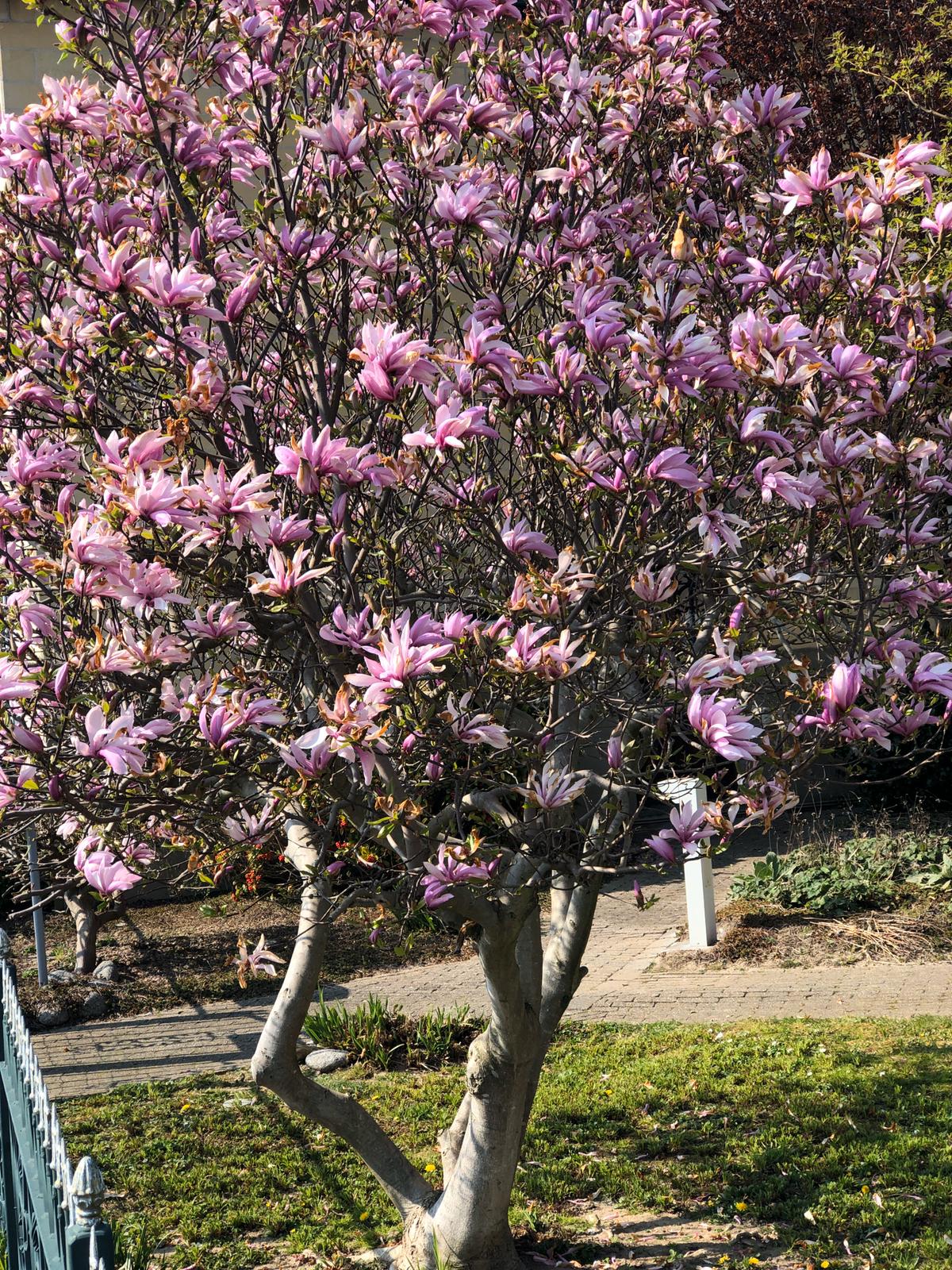 Lot de 6 magnolias Susan - 30-38 cm