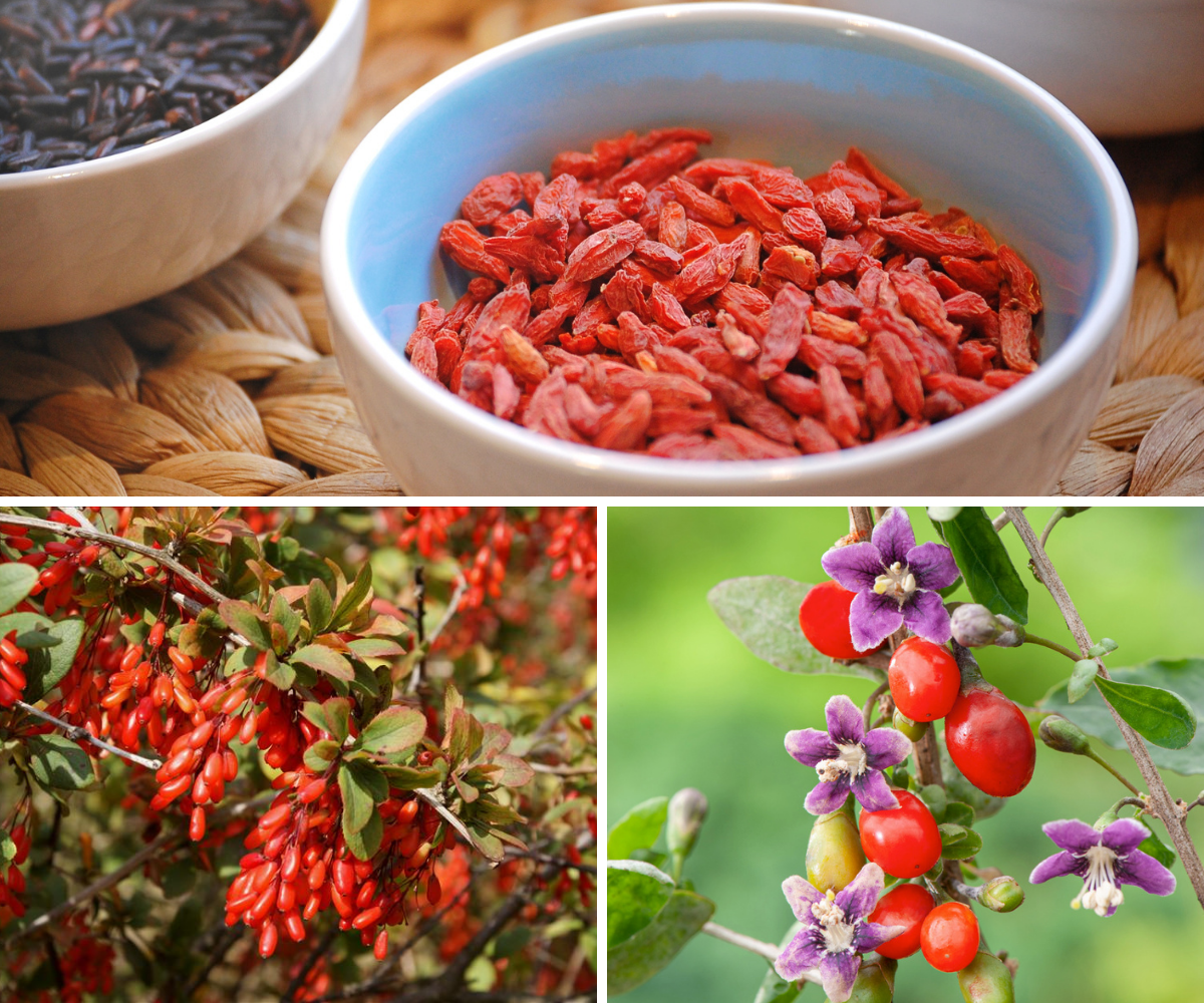 4 baies de Goji 30–38 cm