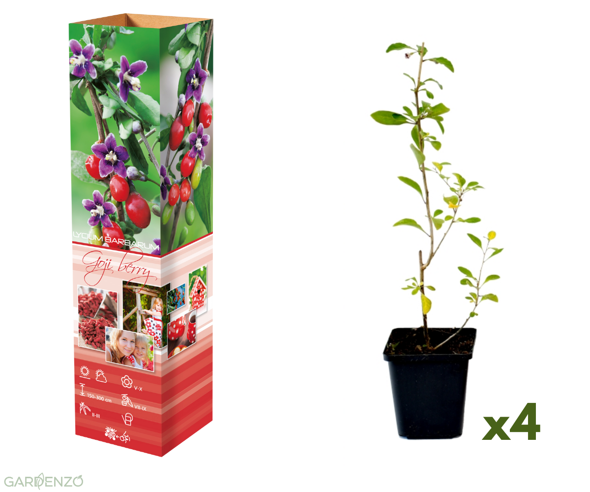 4 baies de Goji 30–38 cm