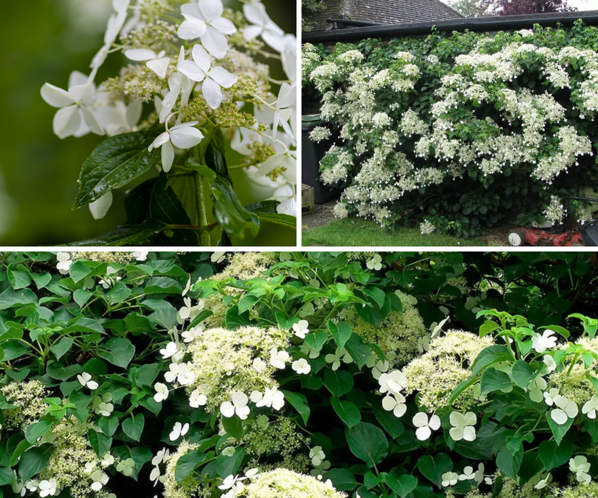 Lot de 2 hortensias grimpants - 30-38 cm