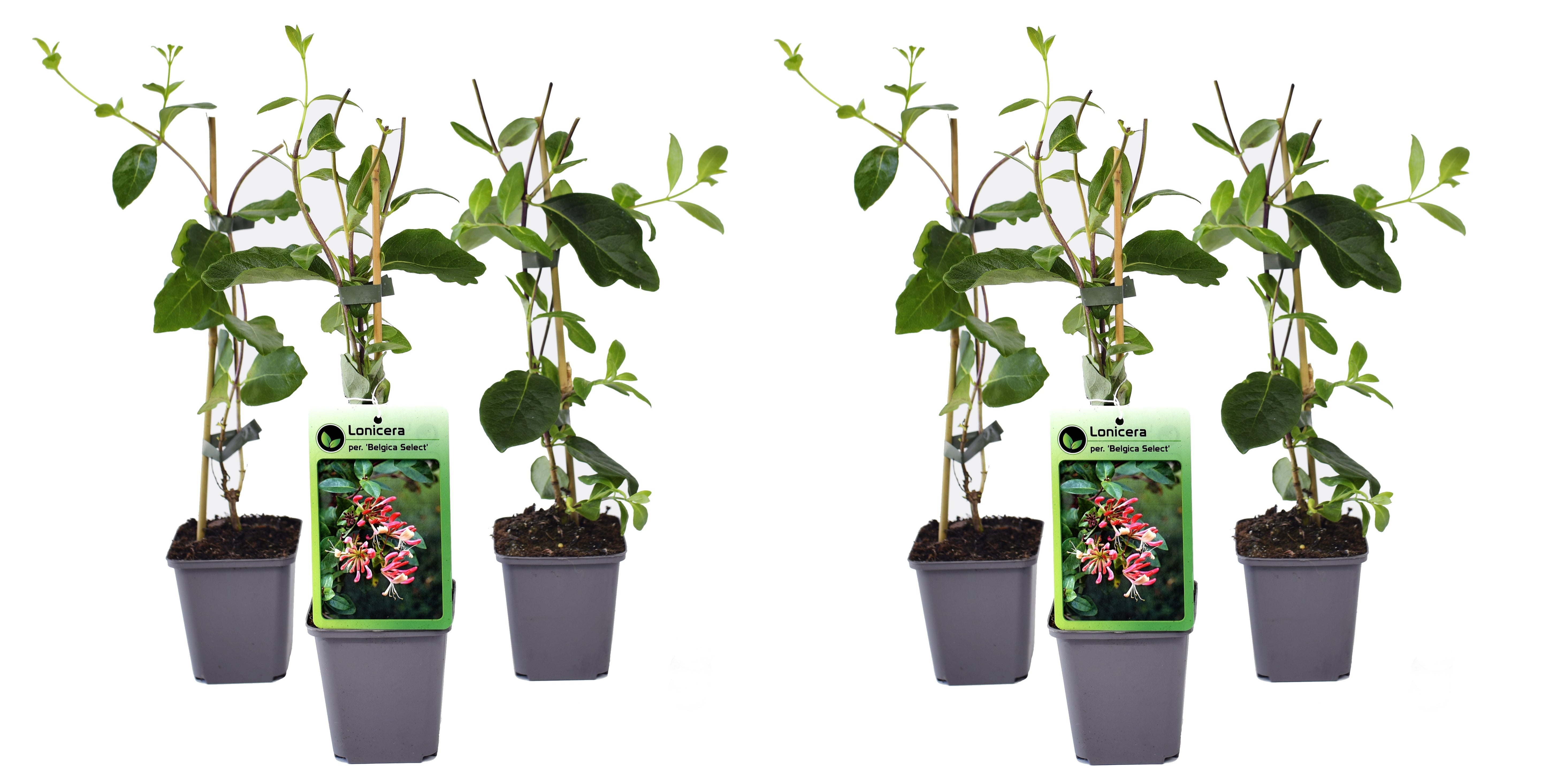 Lot de 6 chèvrefeuilles (Lonicera Periclymenum Belgica) - 30-38 cm