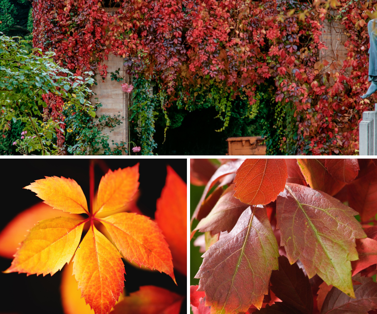 Lot de 3 vignes vierges (Parthenocissus Quinquefolia Engelmanni) - 30-38 cm