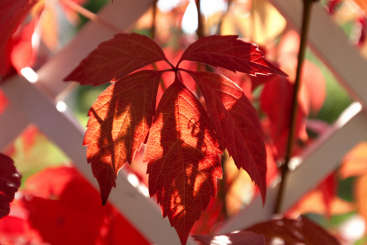 Lot de 6 vignes vierges (Parthenocissus Quinquefolia Engelmanni) - 30-38 cm