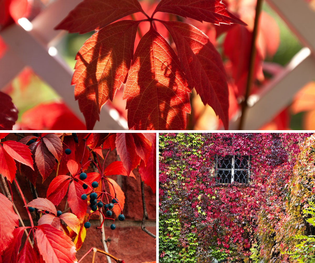Lot de 6 vignes vierges (Parthenocissus Quinquefolia Engelmanni) - 30-38 cm
