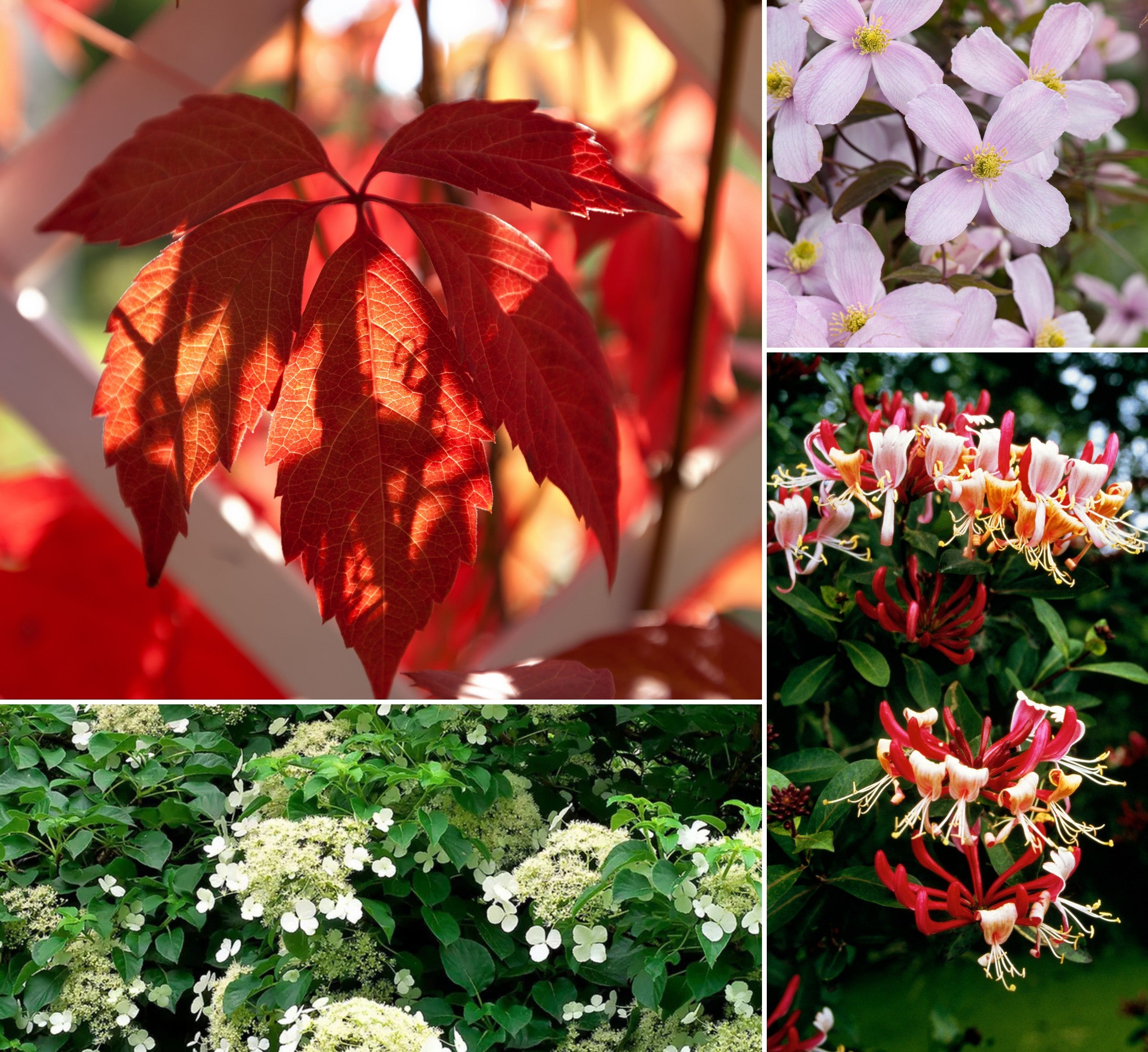 Ensemble de 8 plantes grimpantes colorées, mélange de 4 types - 2 Hydrangea petiolaris, 2 Lonicera per.'Belgica', 2 Parthenocissus quin. 'Engelmannii', 2 Clematis montana 'Rubens'