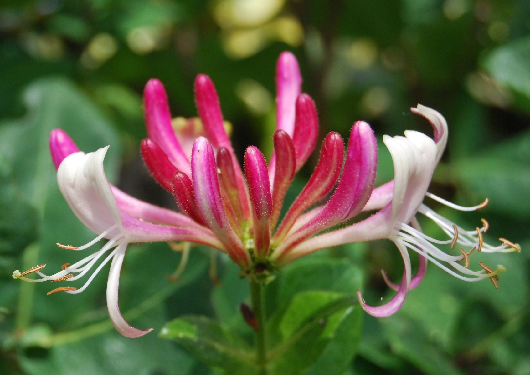 Lot de 3 chèvrefeuilles (Lonicera Periclymenum Belgica) - 30-38 cm