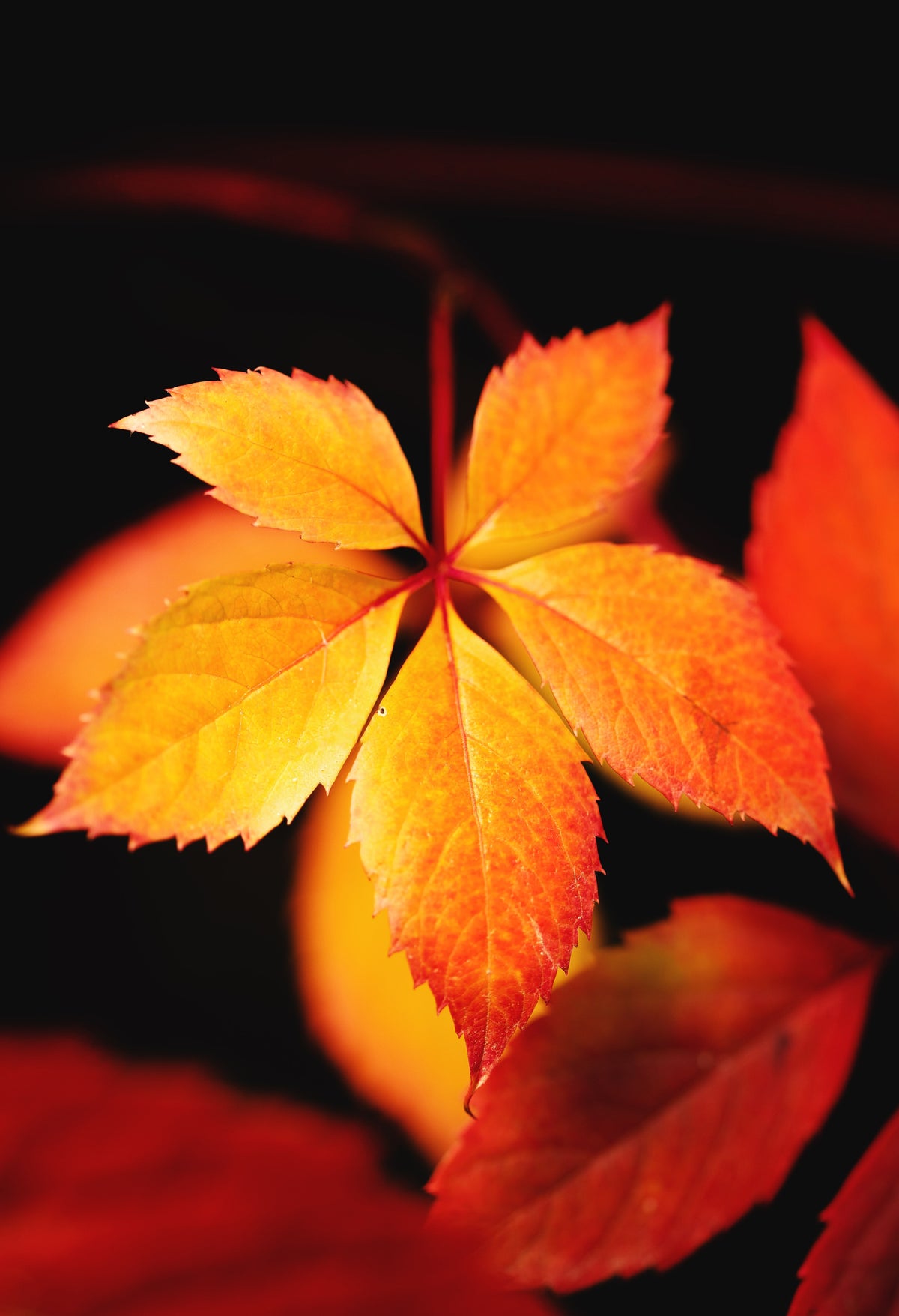 Lot de 3 vignes vierges (Parthenocissus Quinquefolia Engelmanni) - 30-38 cm
