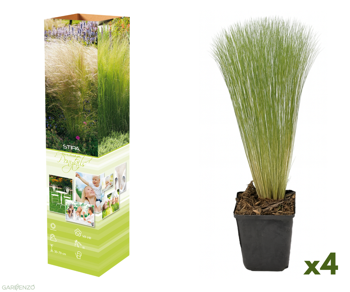 Lot de 4 Stipas Queues de cheval - 20-38 cm