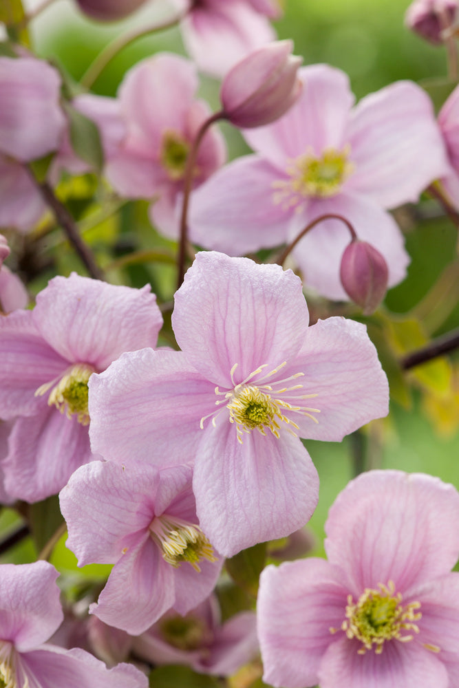 Lot de 3 clématites des montagnes blanches (Clematis Montana Mayleen) - 30-38 cm