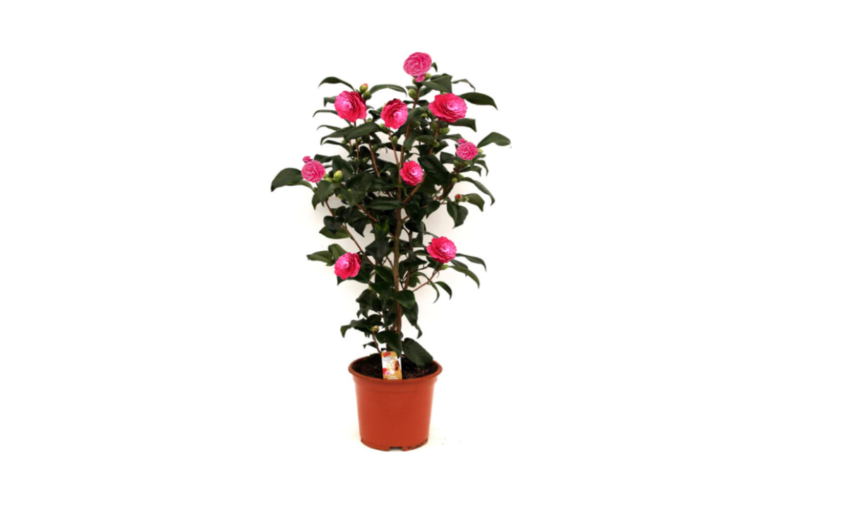 Camélia arbuste 'Rose du Japon' XL
