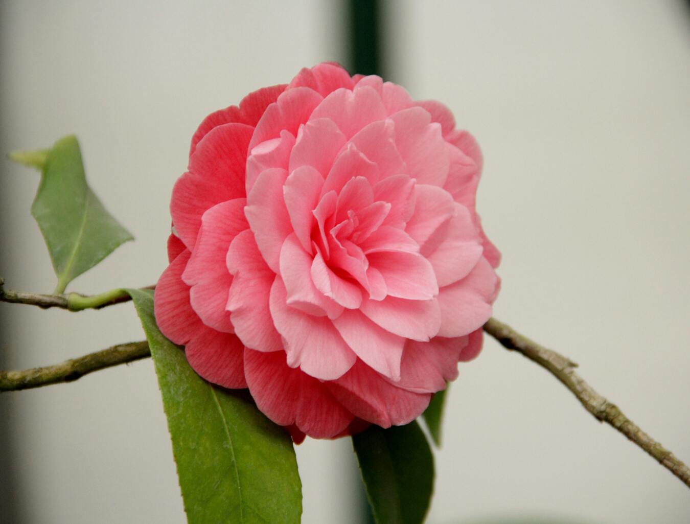 Lot de 2 camélias arbustes 'Rose du Japon' XL
