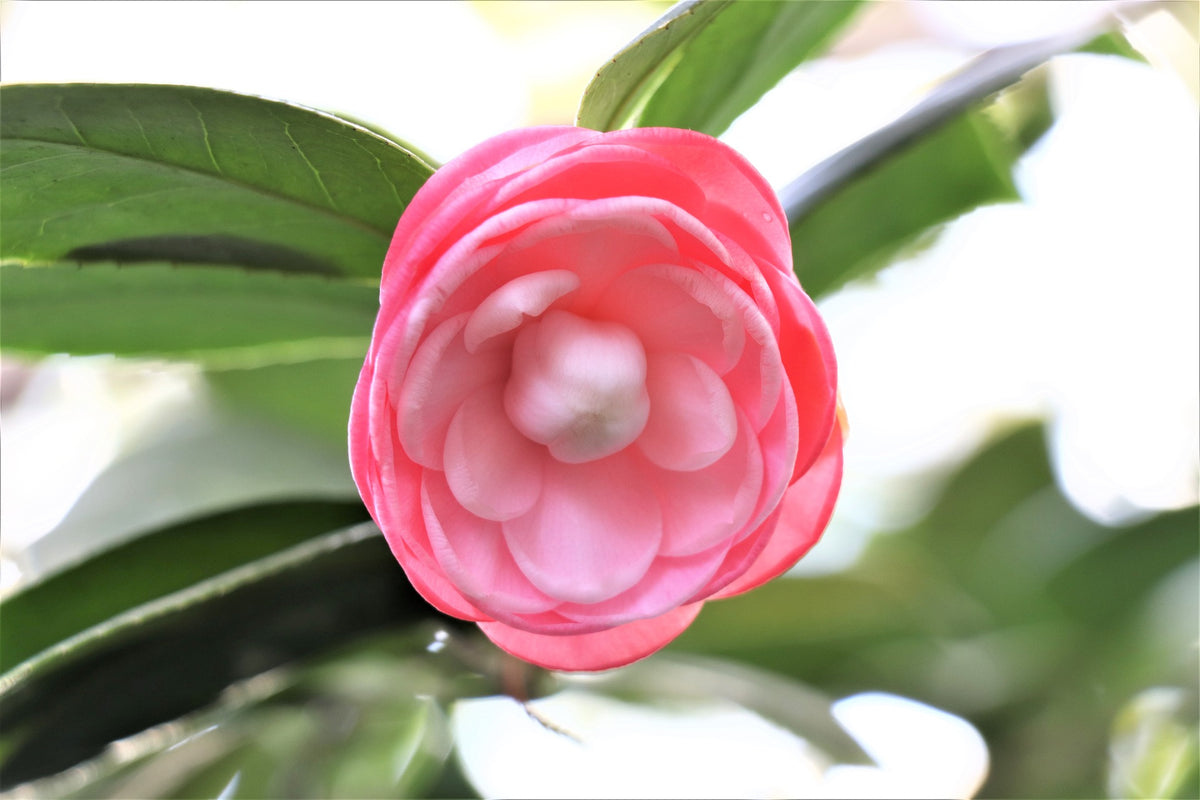 Lot de 2 camélias arbustes 'Rose du Japon' XL