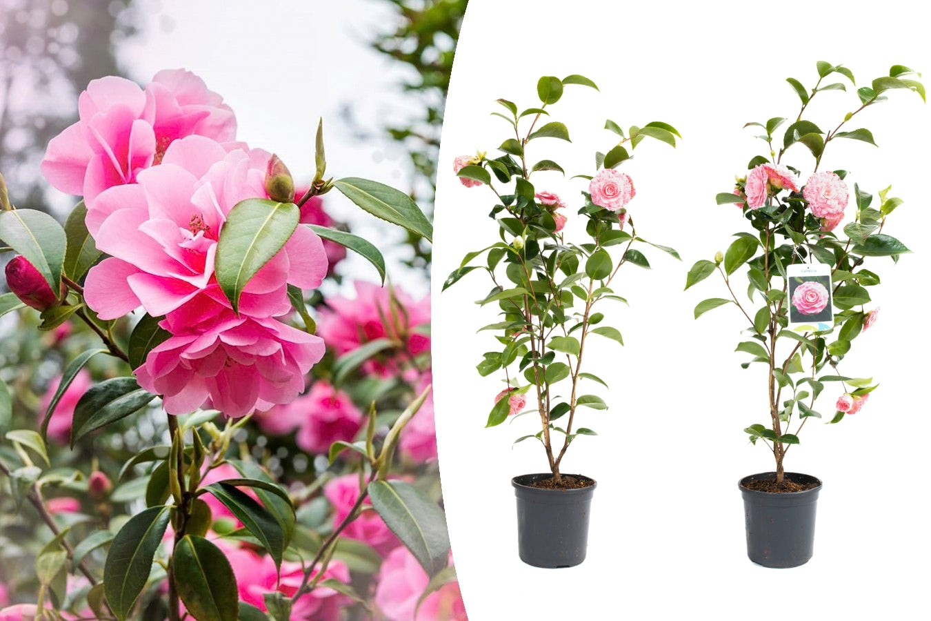 Lot de 2 camélias arbustes 'Rose du Japon' XL