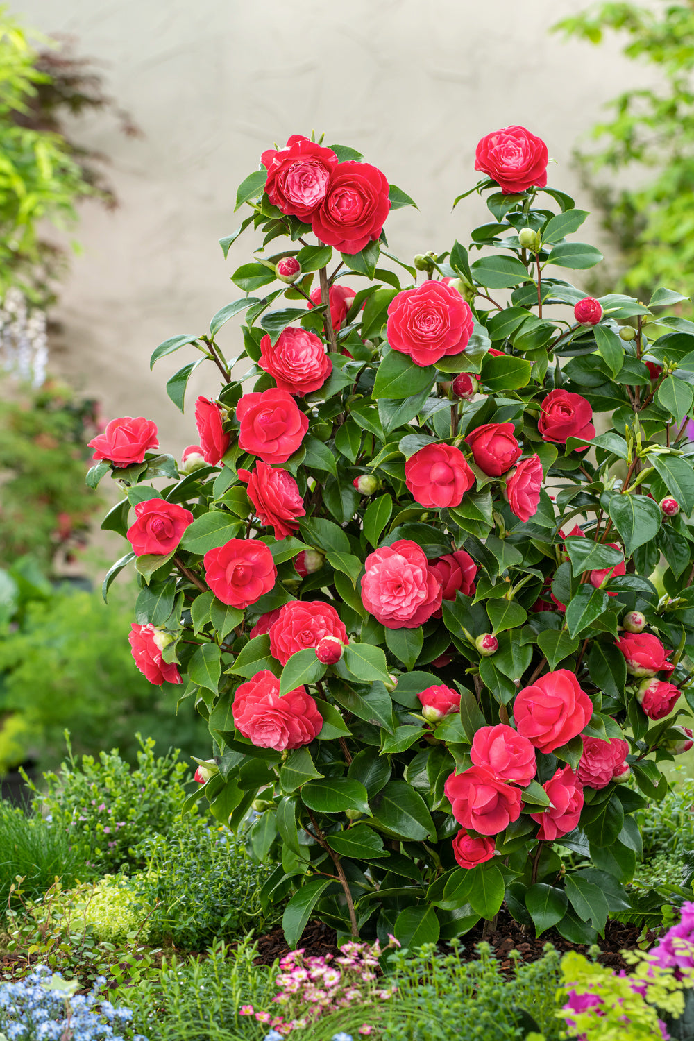 Camélia arbuste 'Rose du Japon' XL Rouge