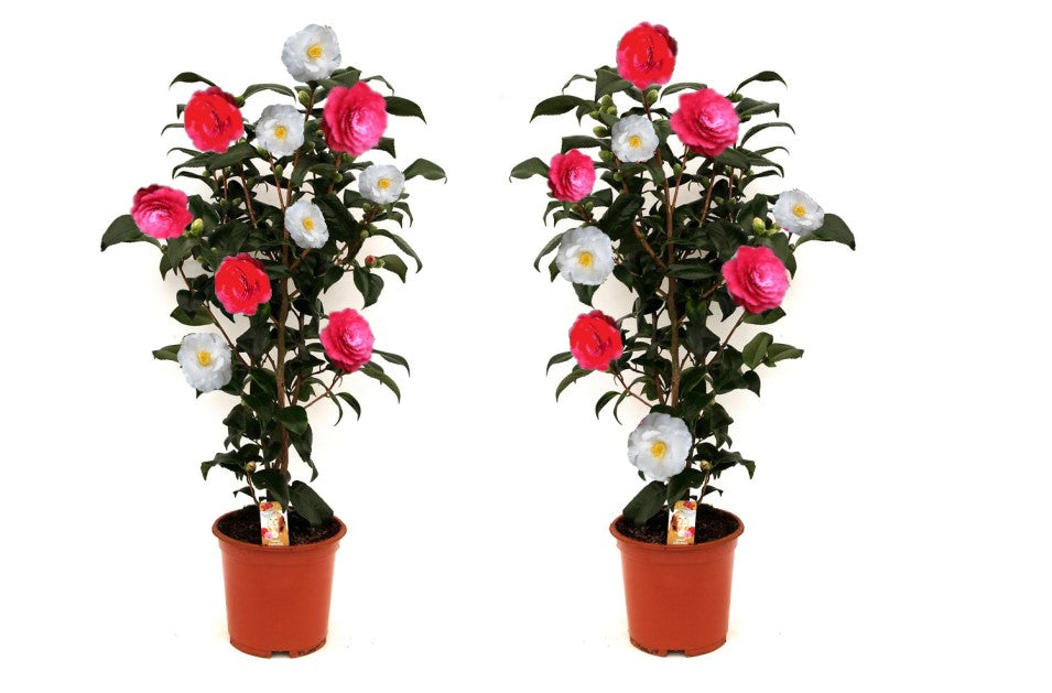 Lot de 2 camélias arbustes 'Rose du Japon' XL Tricolore