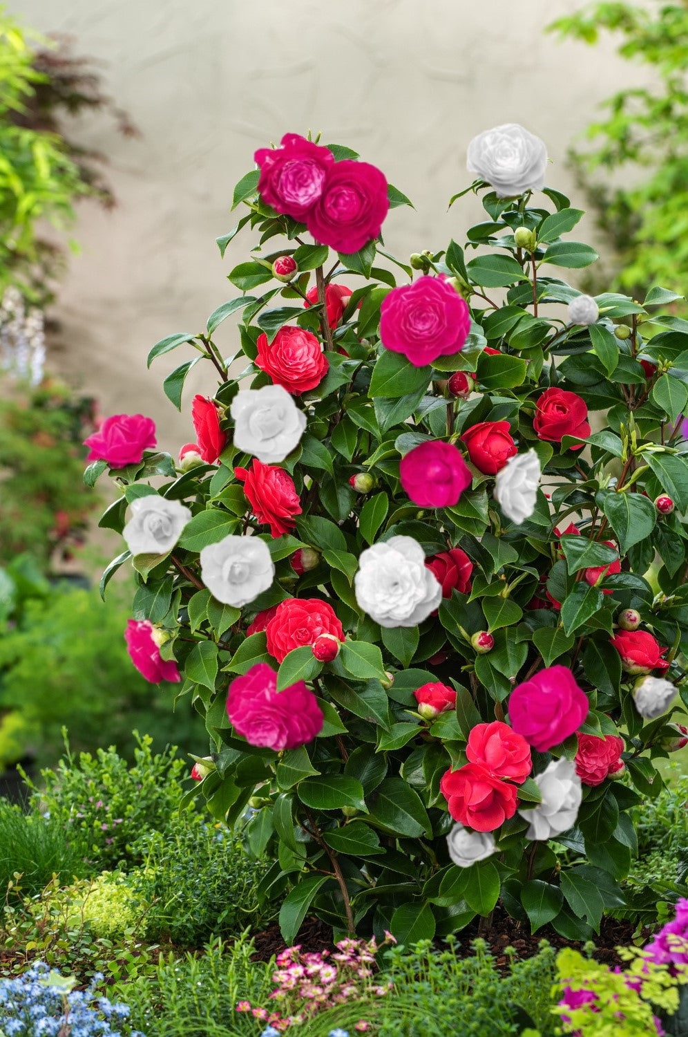Lot de 2 camélias arbustes 'Rose du Japon' XL Tricolore