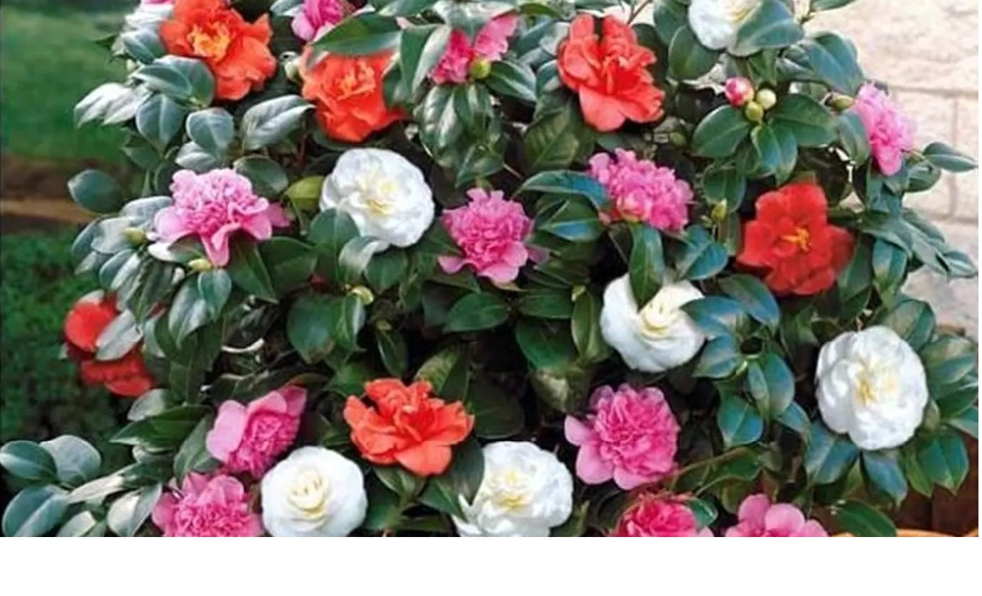 Lot de 2 camélias arbustes 'Rose du Japon' XL Tricolore
