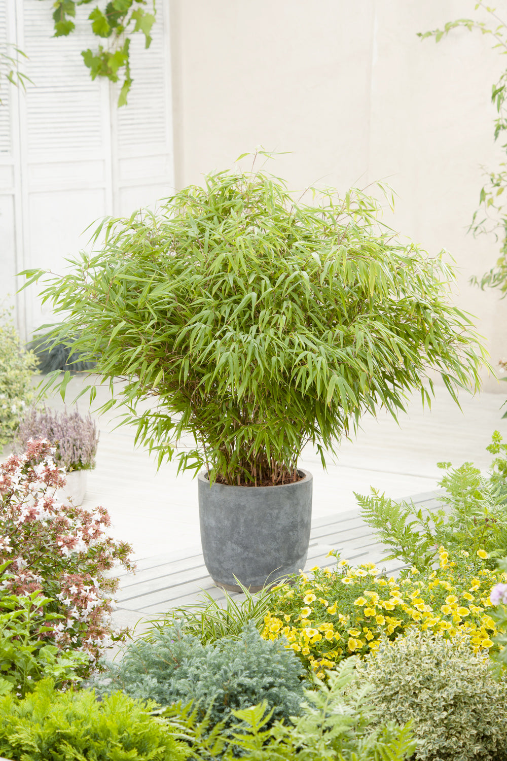 Lot de 4 Bambous Moyens « non invasifs » (Fargesia) - 25-40 cm