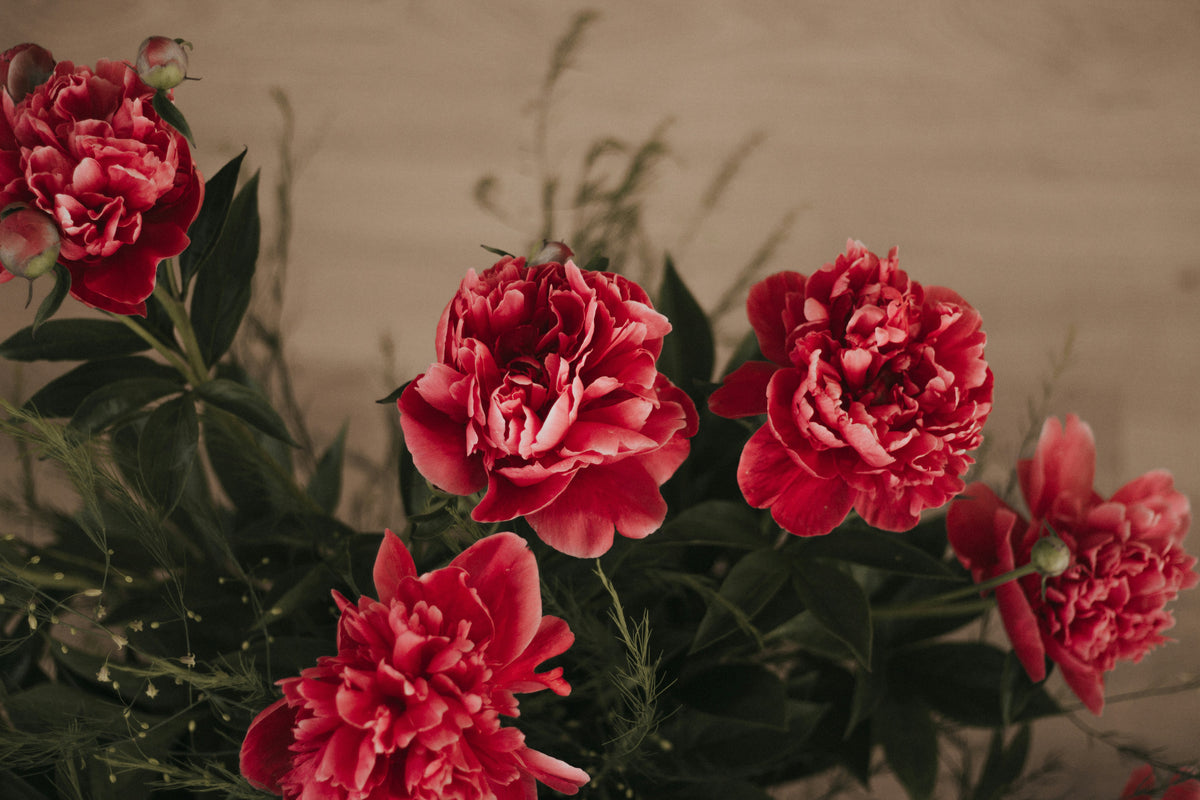 Lot de 3 pivoines rouges